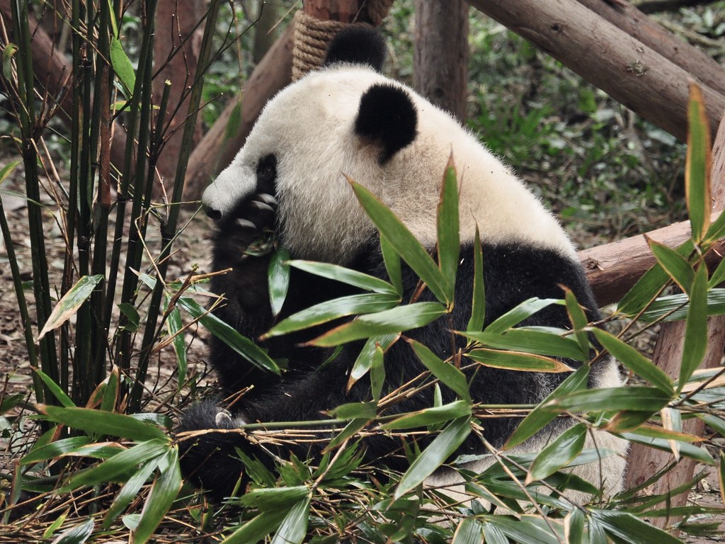 chengdu research base of giant panda