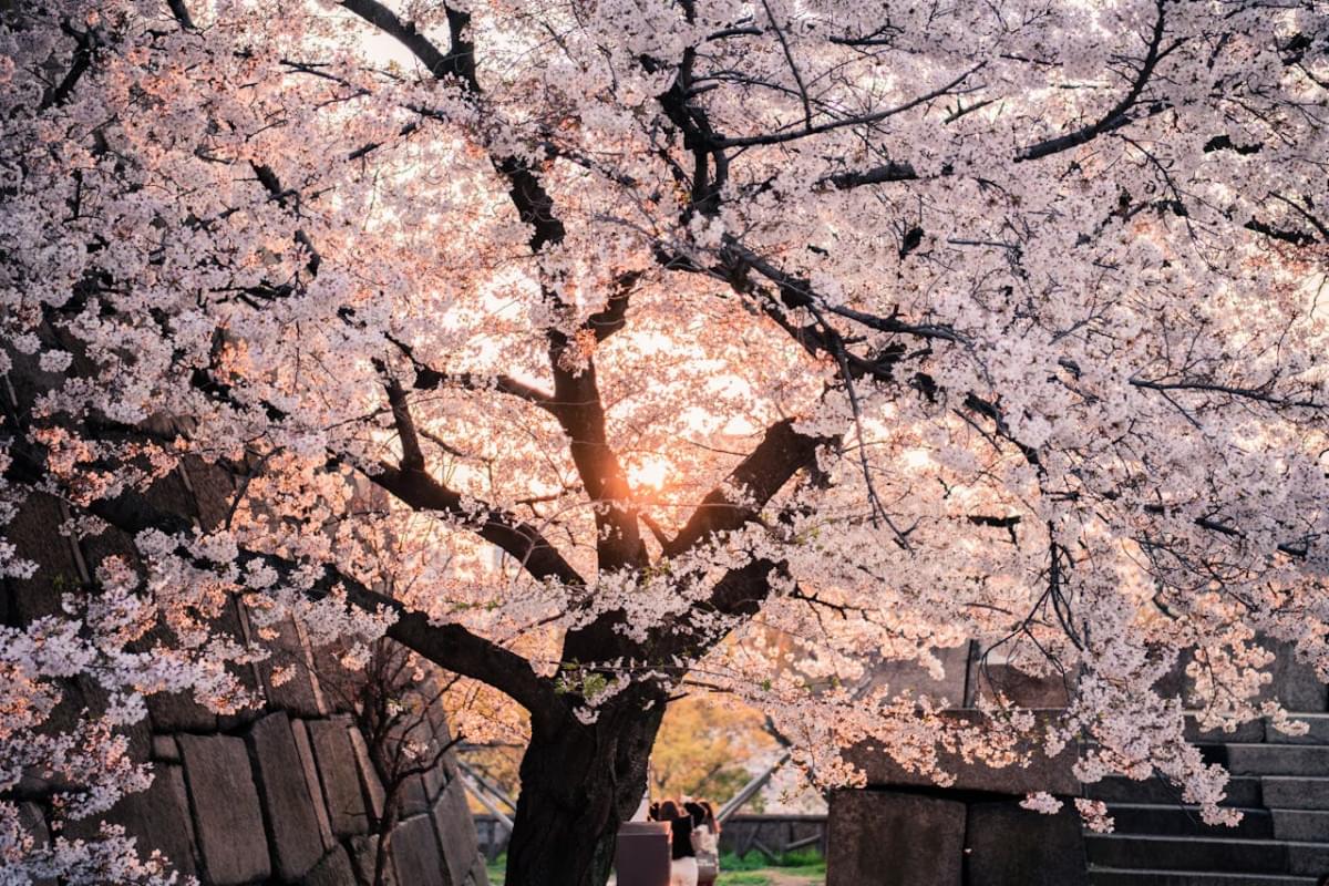 cherry blossom tree 1