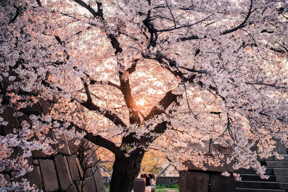 cherry blossom tree