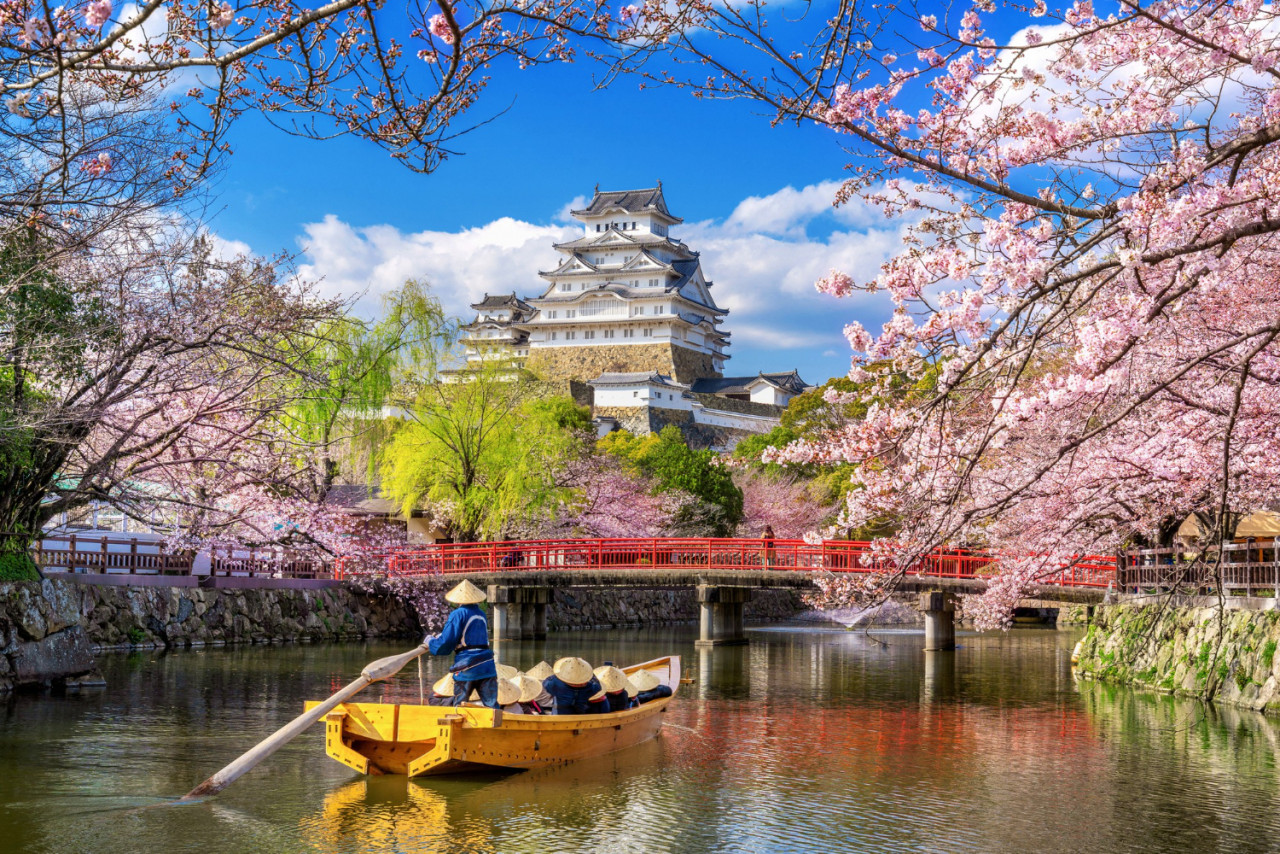 cherry blossoms castle himeji japan 1