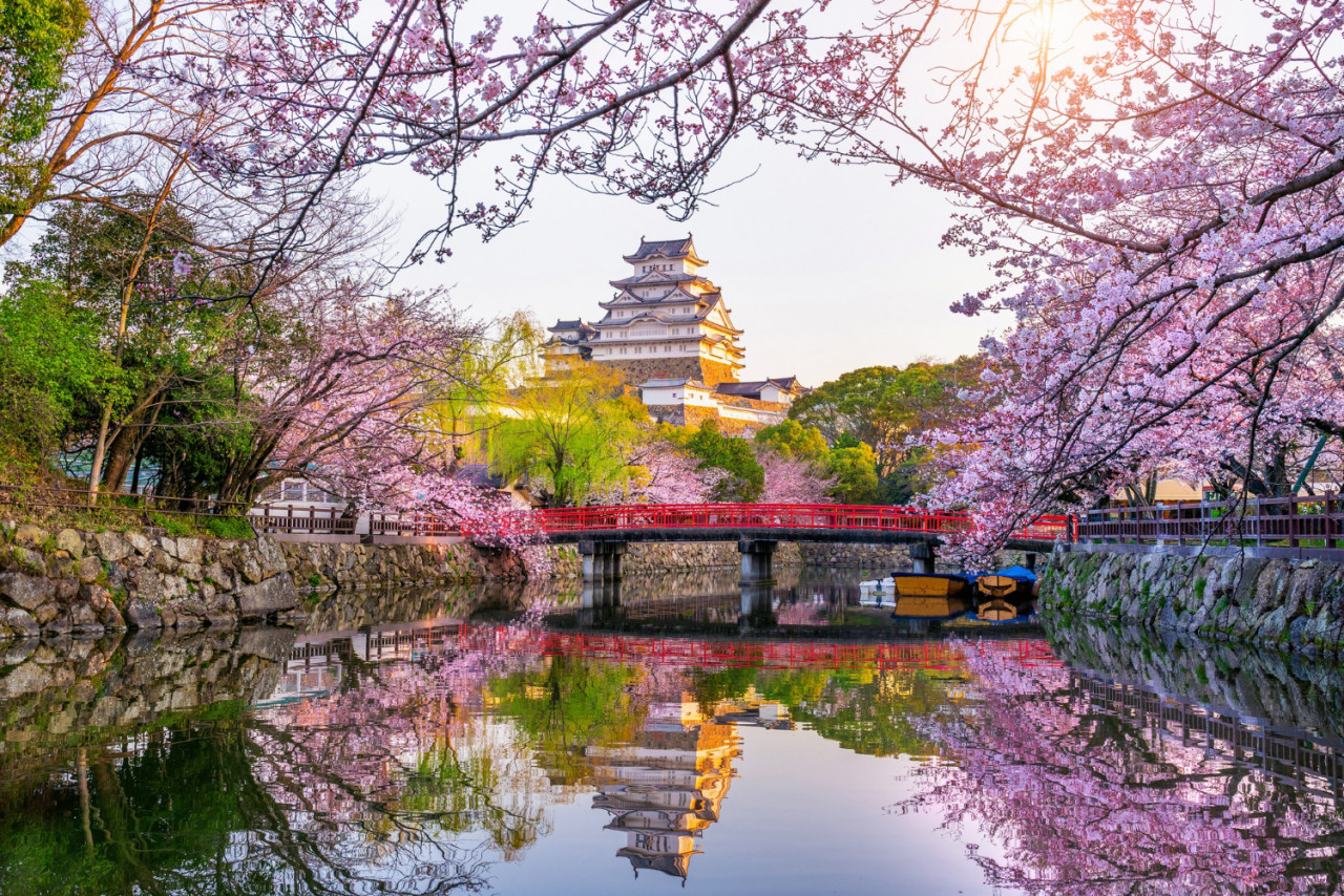 cherry blossoms castle himeji japan