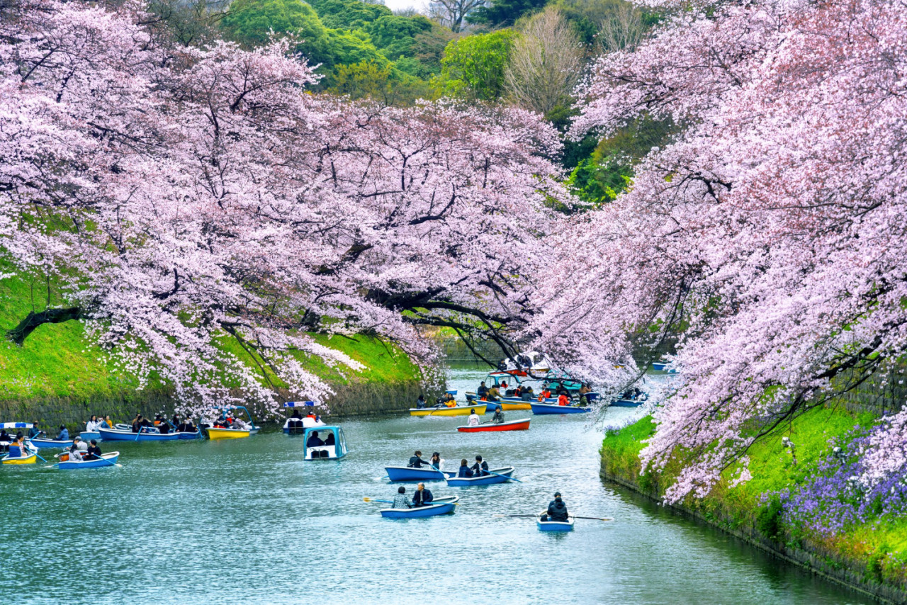 cherry blossoms chidorigafuchi park tokyo japan