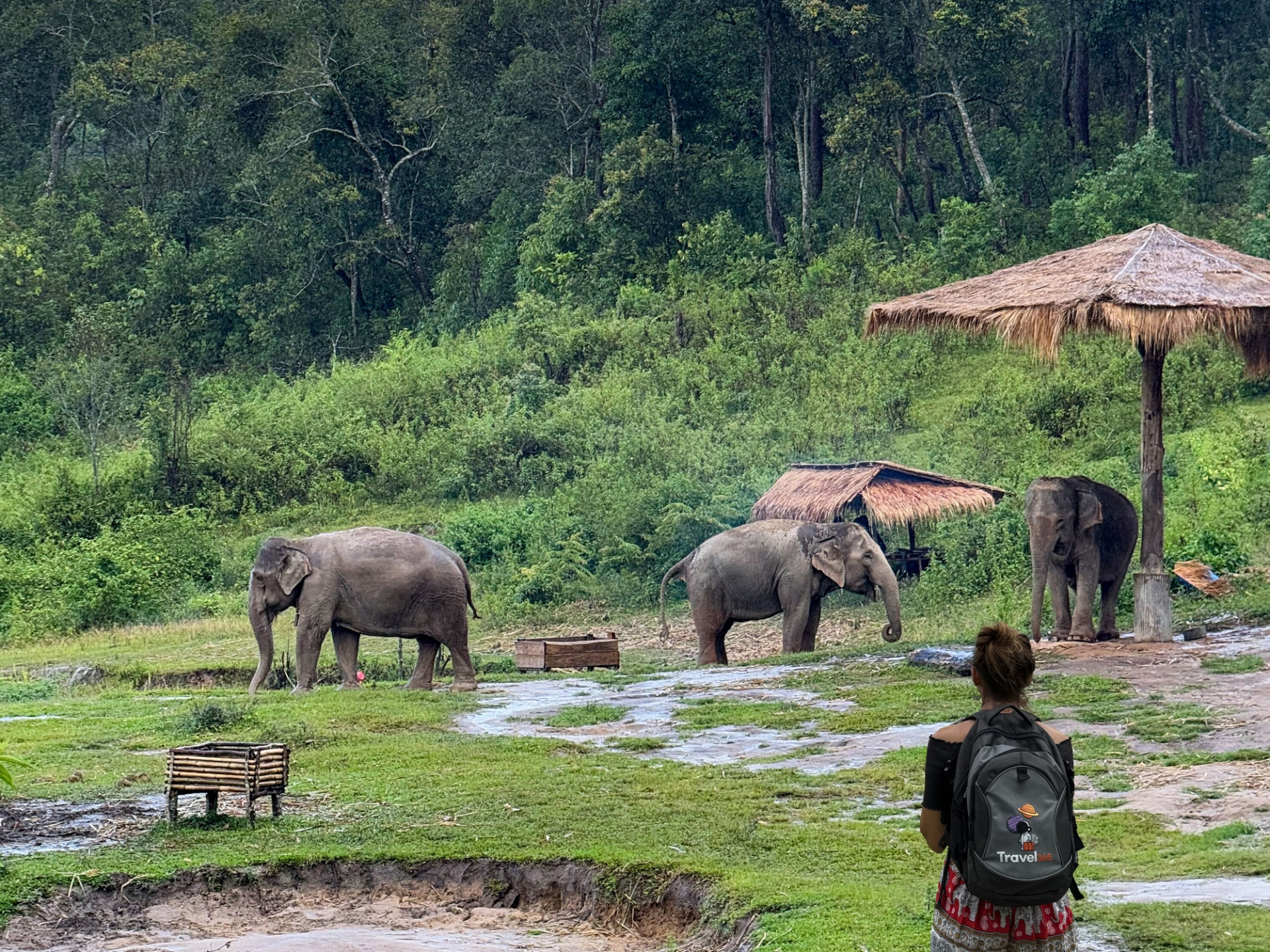 chiang mai big boy elephant sanctuary chang mai