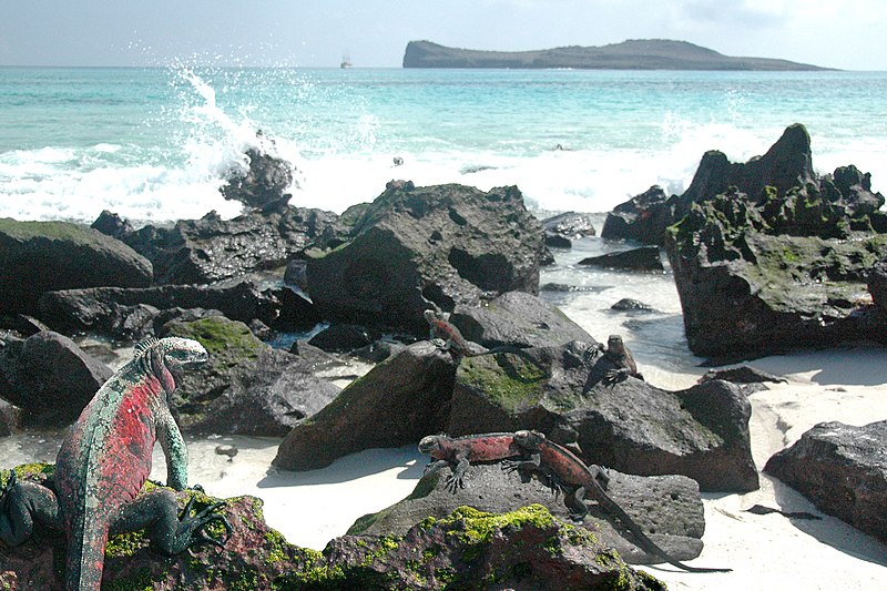 christmas iguanas isla espanola gardner bay galapagos