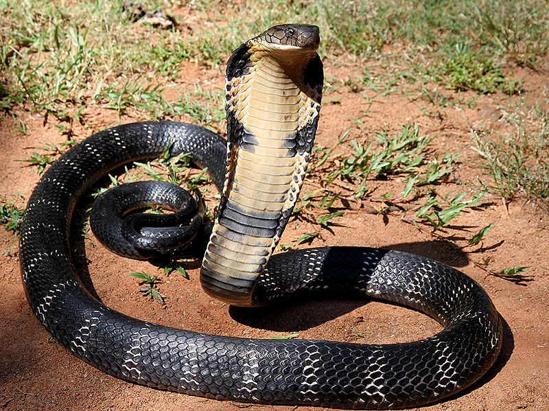 Villaggio dei cobra