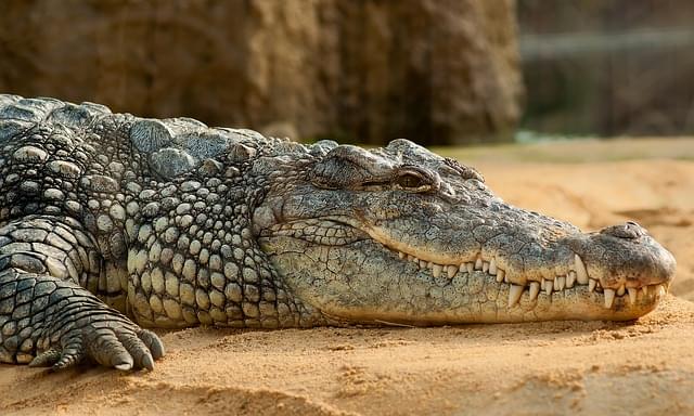 coccodrillo zoo australia