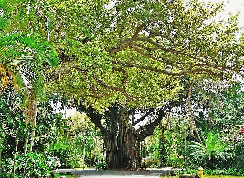 coconut grove street miami