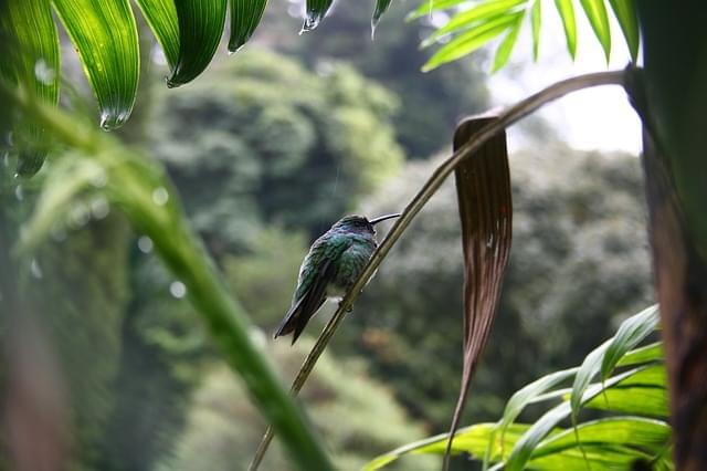 colibri panama bird jungle bill