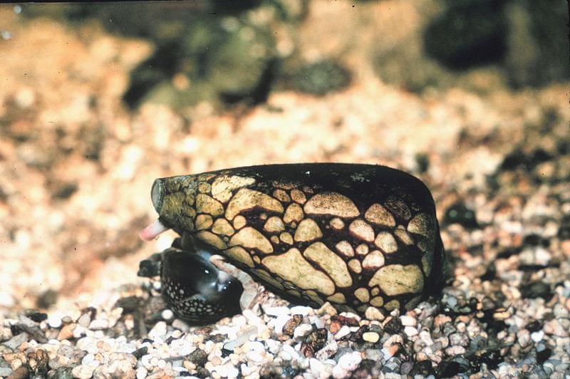 conus marmoreus