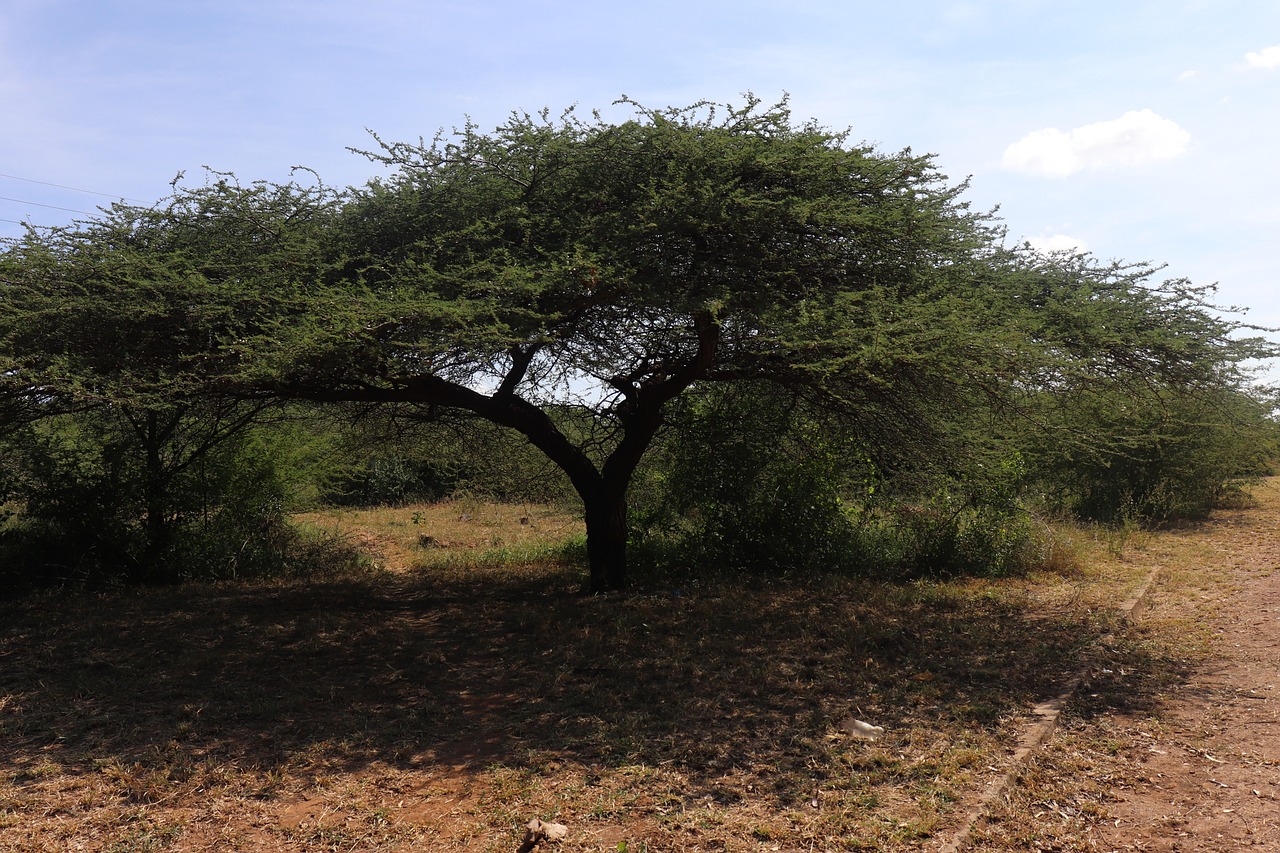 copertura vegetale mozambico