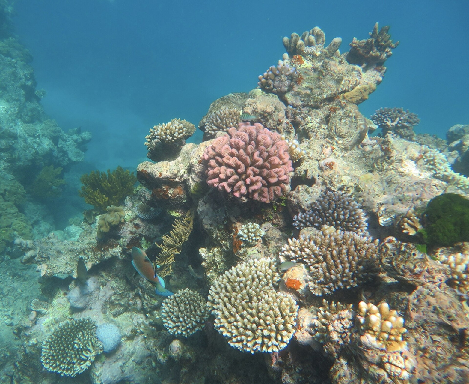 coralcommunityatnormanreef