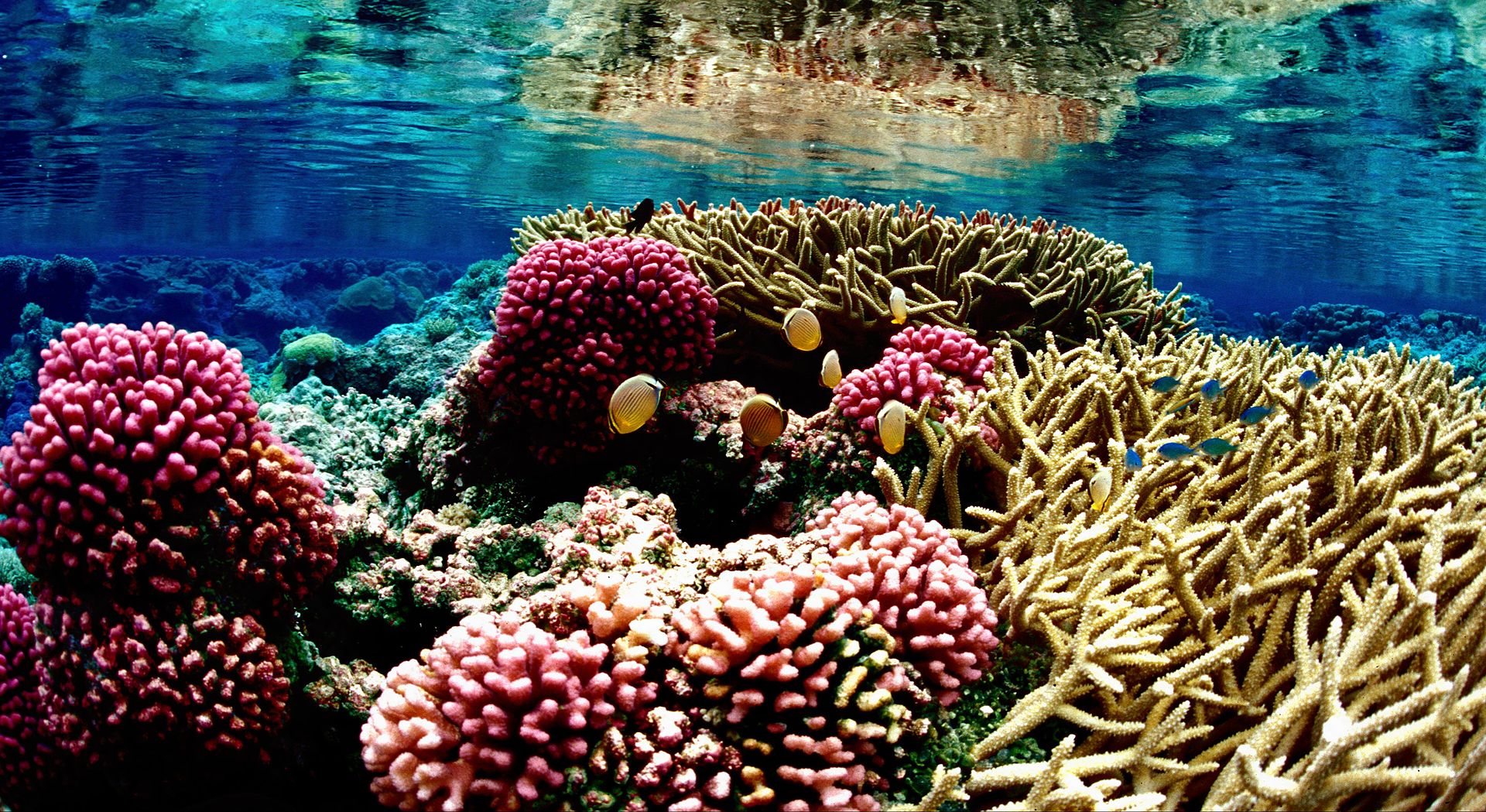 coralreef09