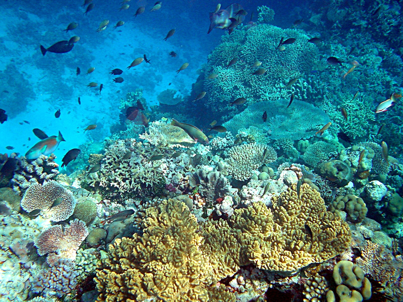 coralreefsinpapuanewguinea