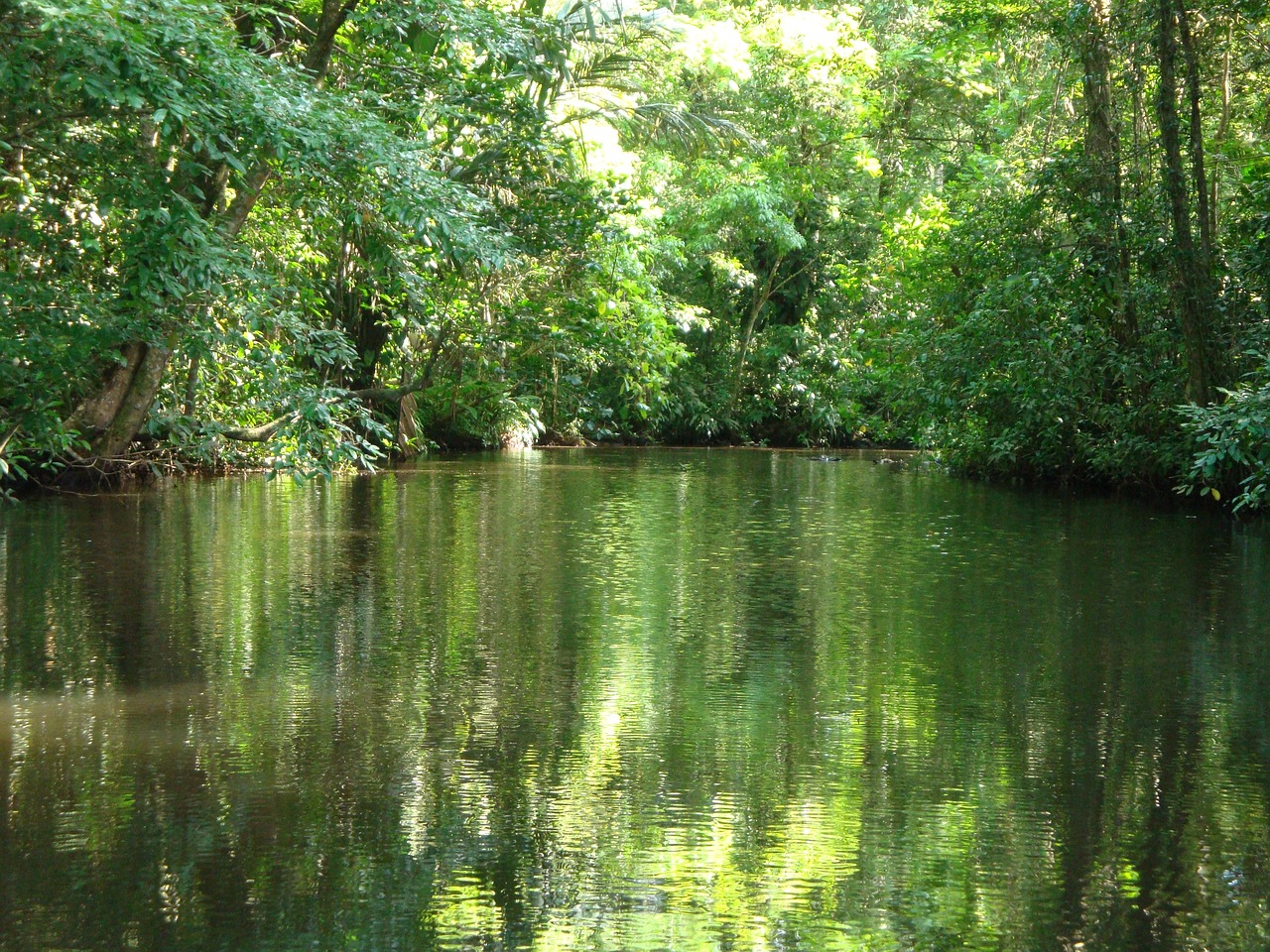 costa rica tortuguero selva