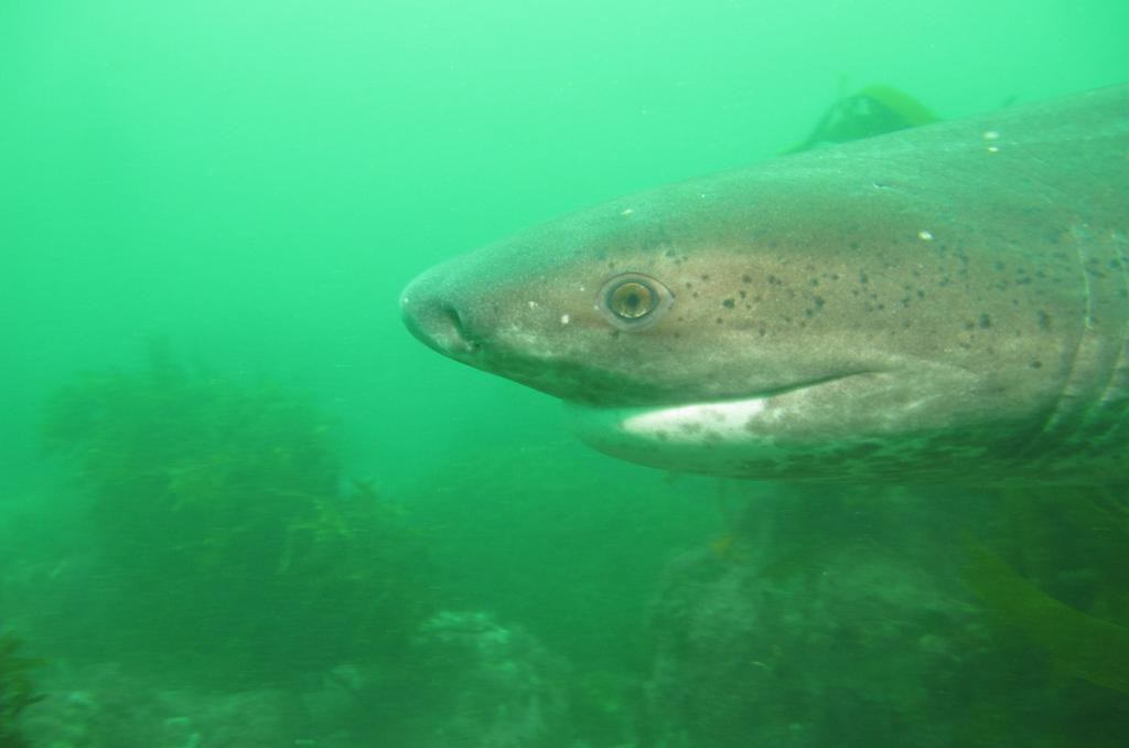 cow shark notorynchus cepedianus