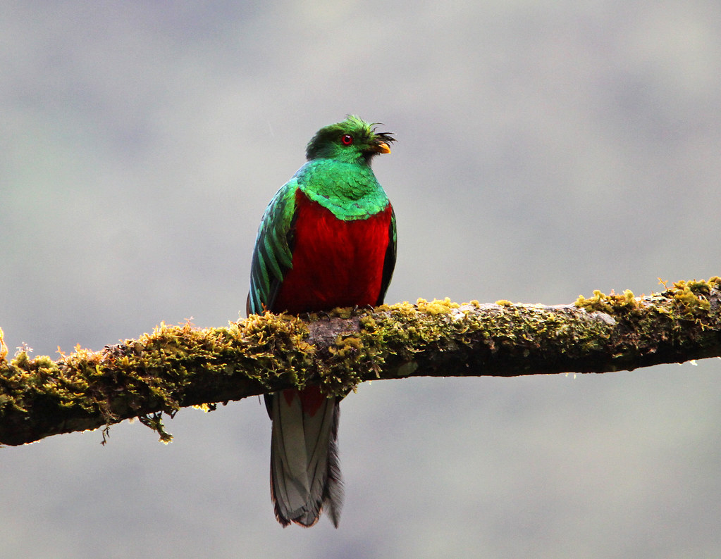 crested quetzal