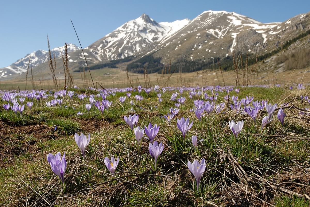 crochi abruzzo gran sasso 1