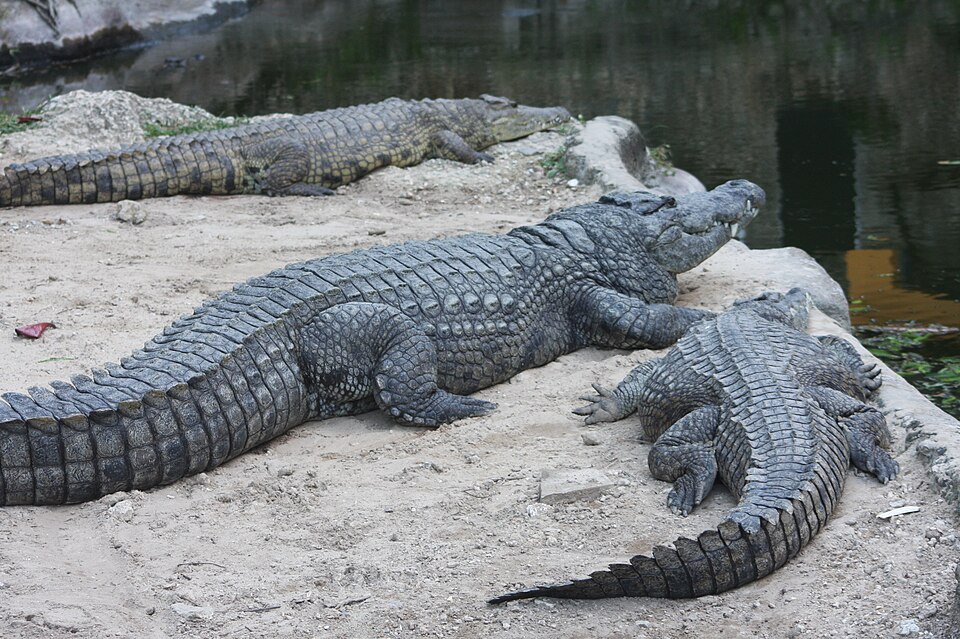 crocodiles at the kenya coast