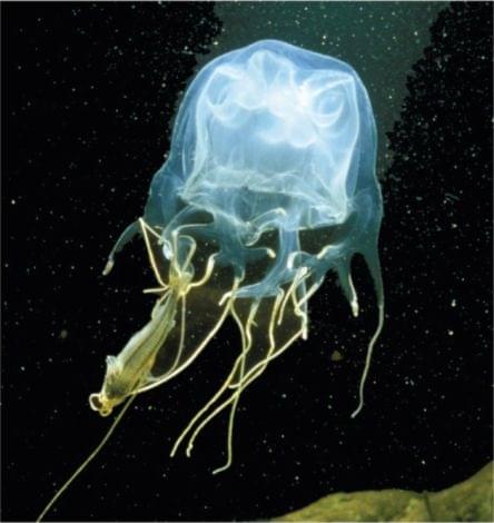cubozoa medusa