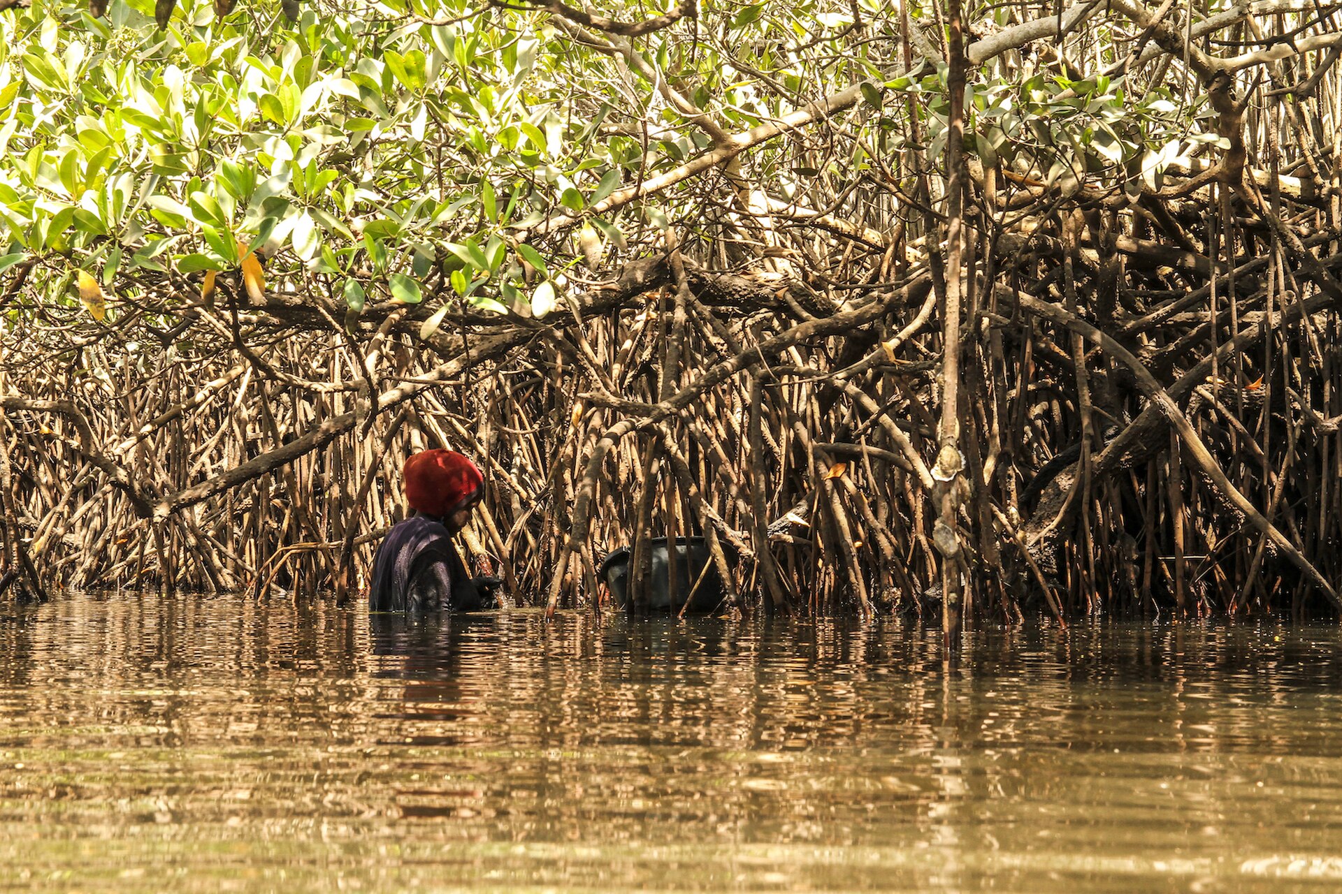 cueilleusetraditionnelled huitresdemangrove deltadusinesaloum femmeduv