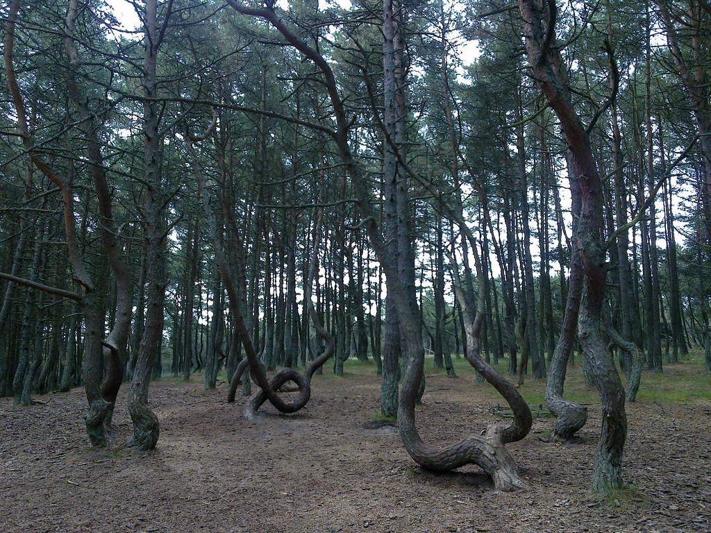 La Foresta danzante, tra Lituania e Russia