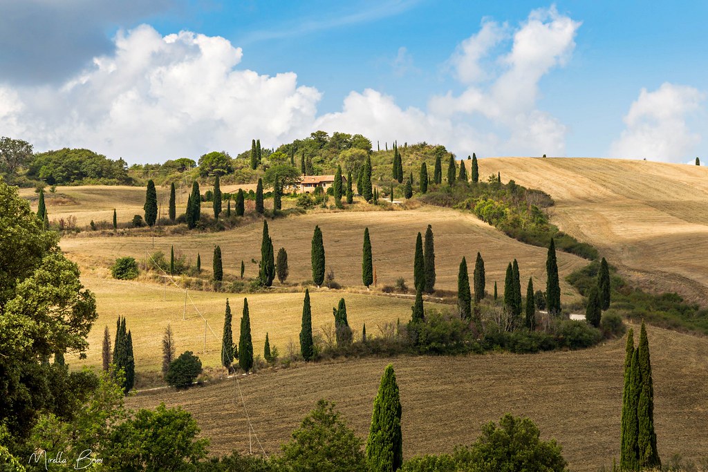 curve e cipressi nella riserva naturale lucciola bella val d orcia