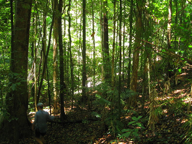 Foresta pluviale di Daintree