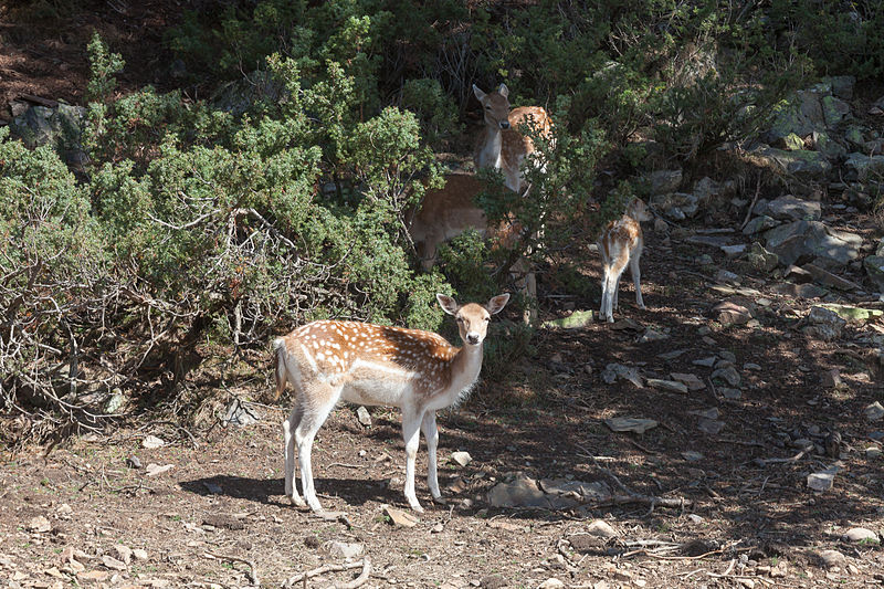 dama dama naturlandia sant julia de loira andorra 239