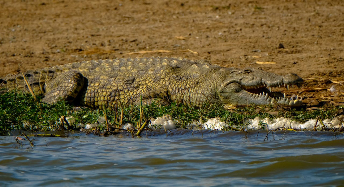 dangerous crocodile resting at riverside in sunlight
