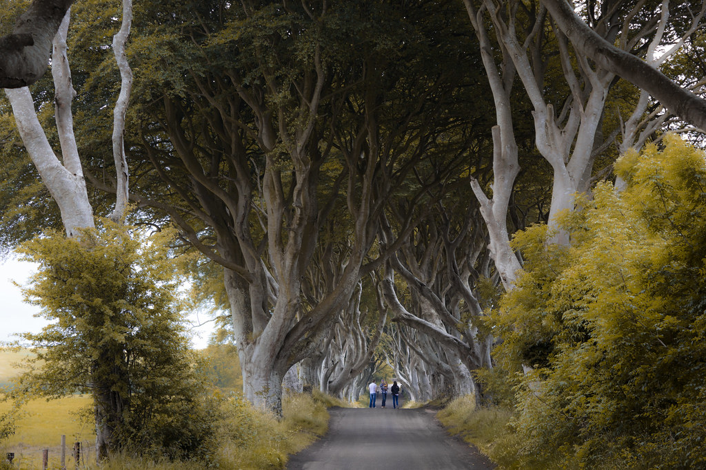dark hedges ireland