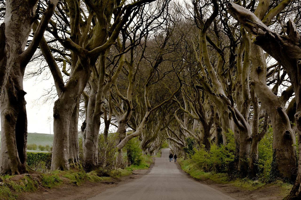 L'Origine delle Dark Hedges