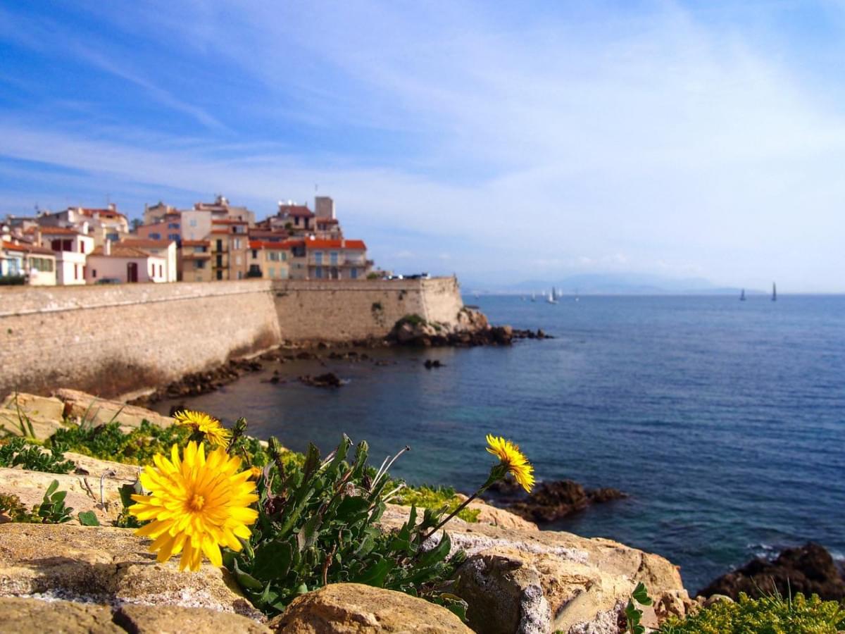 dente di leone antibes costa azzurra