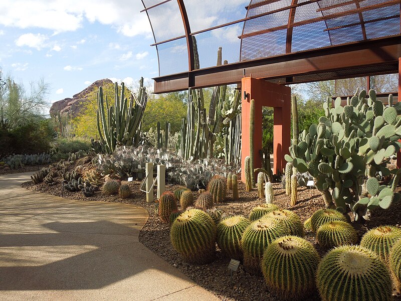 desert botanical garden phoenix arizona 51
