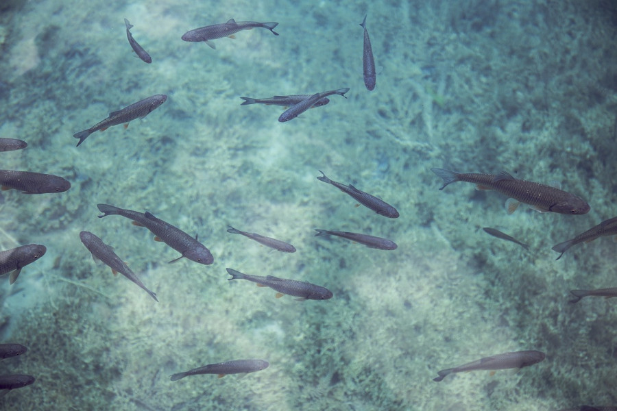 Snorkeling