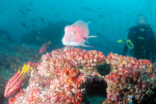 diver hogfishandparrotfish darwinisland galapagosislands ecuador