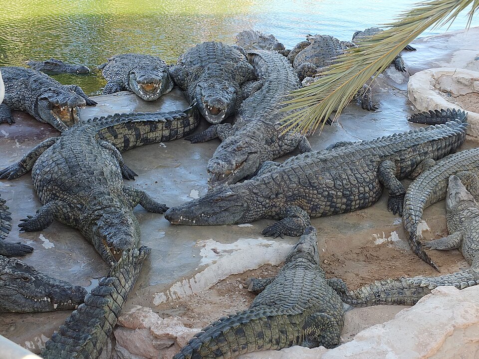 Coccodrilli nella fattoria di Djerba Explore Park