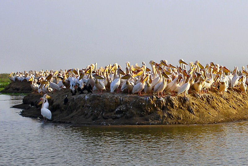 parco nazionale Bird Sanctuary