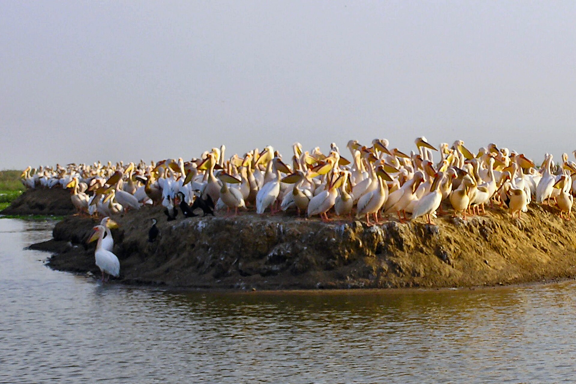 djoudjilepelican