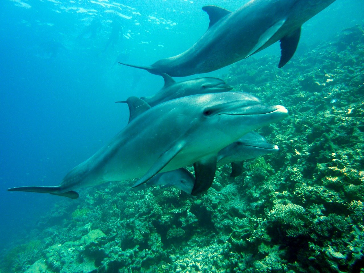 dolphin house marsa alam