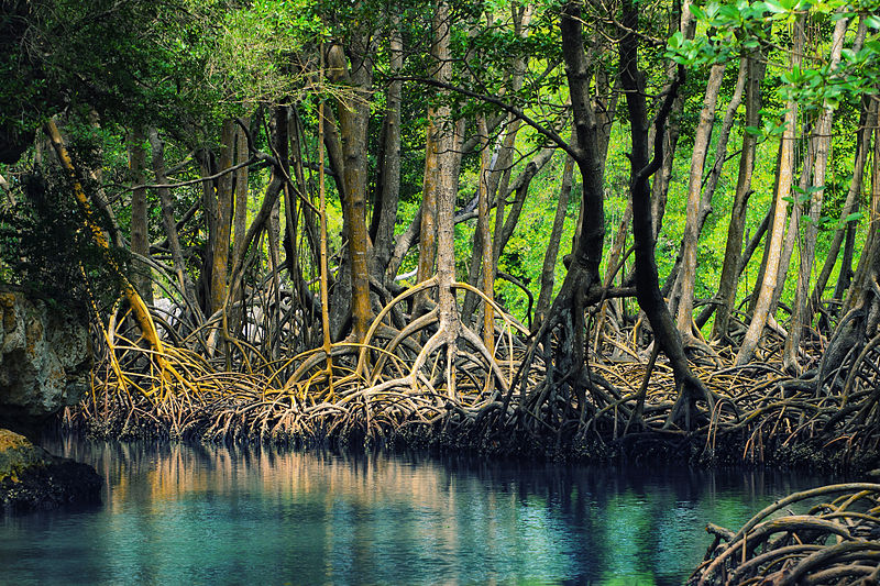 dominican republic los haitises mangroves