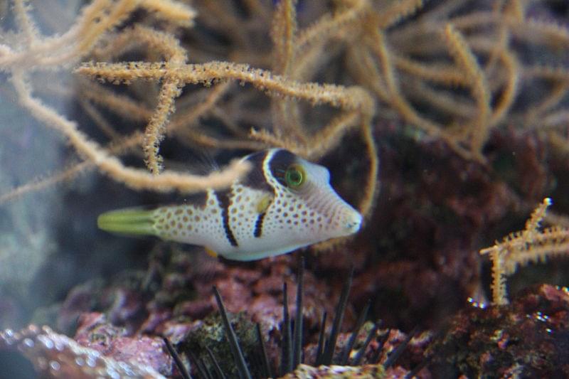 dorgali cala gonone acquario 52