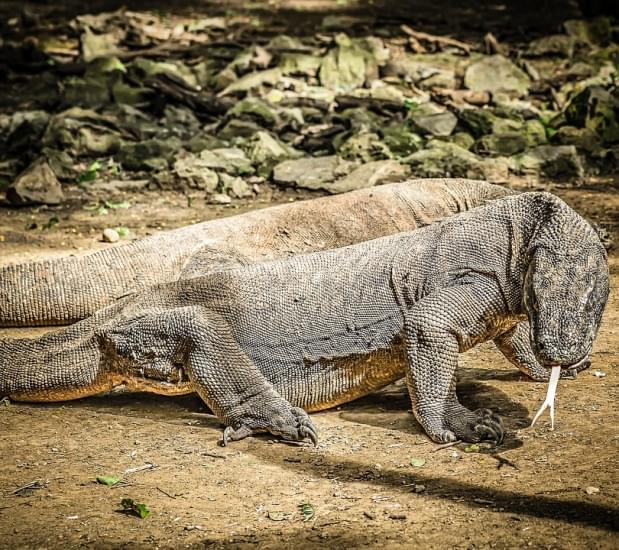 drago di komodo indonesia