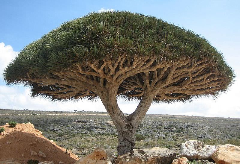 6 dragon blood trees