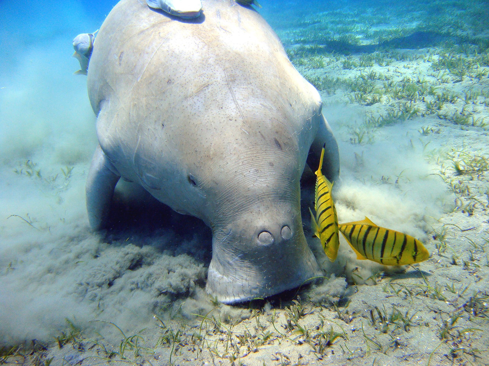Snorkeling a Marsa Egla nella barriera corallina
