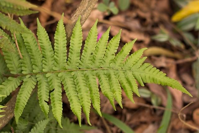 eco riserva mbatovi paraguay