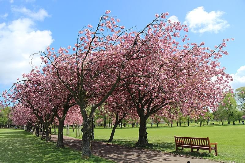 edinburgh s meadows cherry blossoms 20180510 1