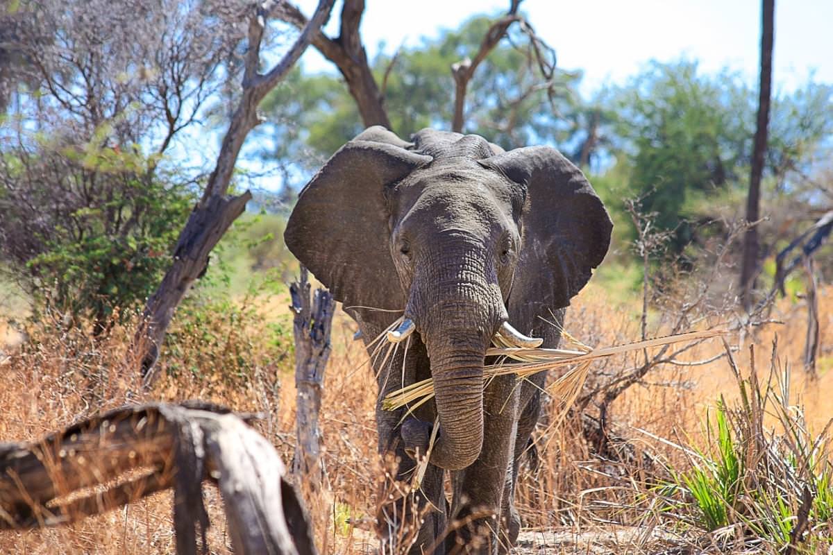 elefante africa loxodonta africana 1