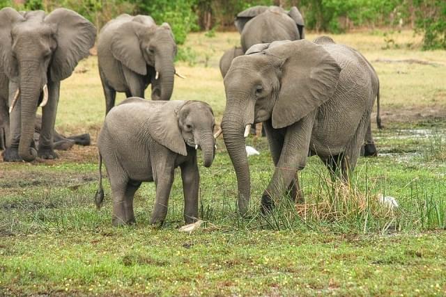 addo elephant park