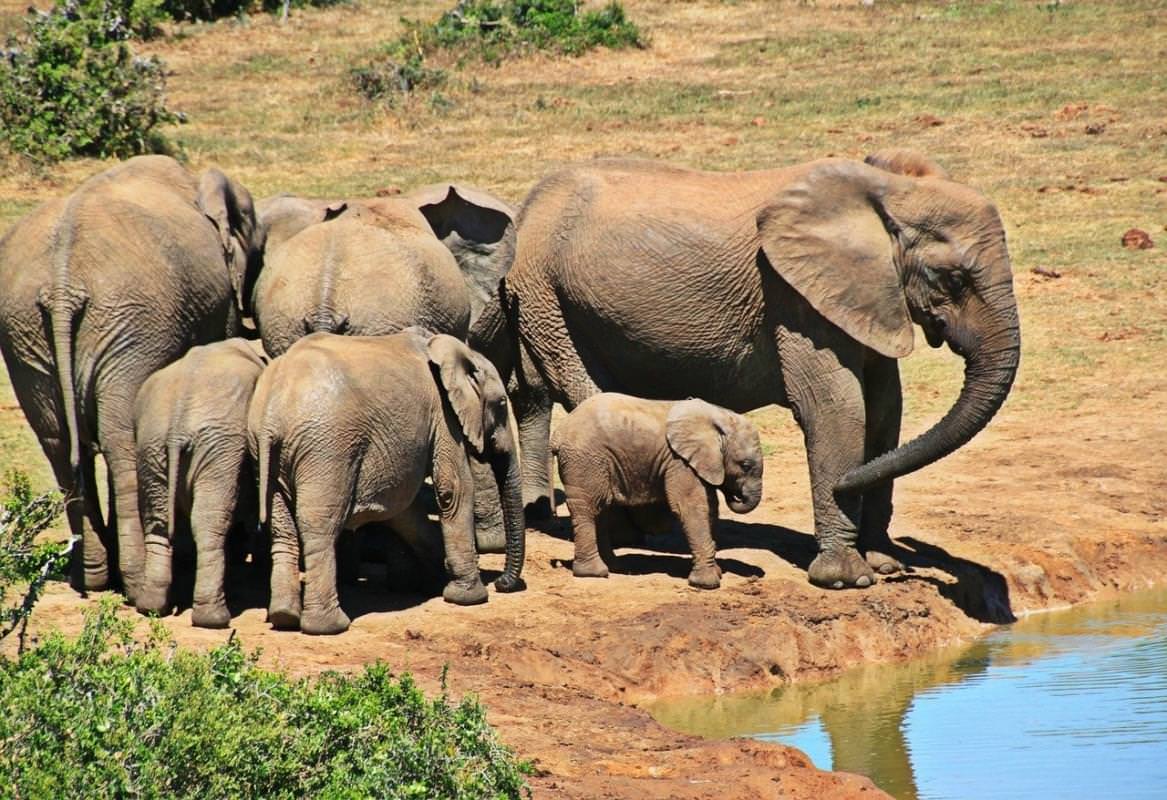 elefante animale branco di elefanti