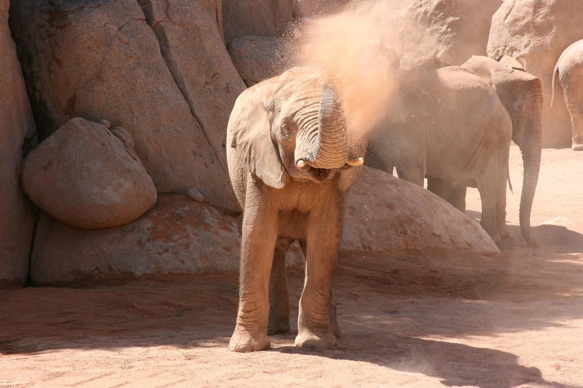 elefante valencia bioparco spagna 1